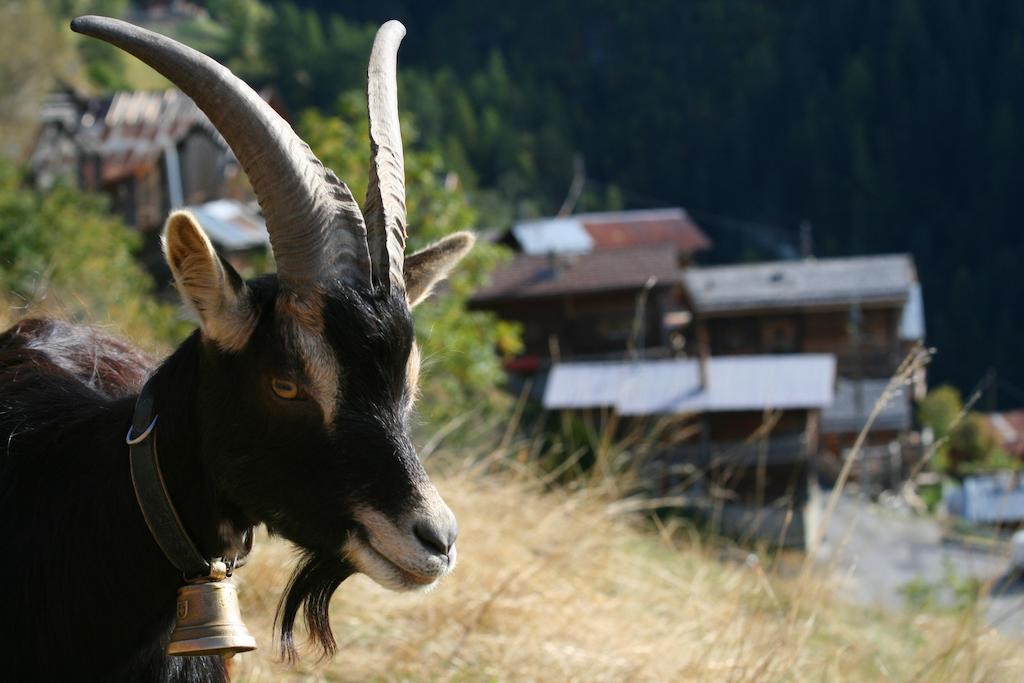 Vila Gite L'Ermitage Veysonnaz Exteriér fotografie